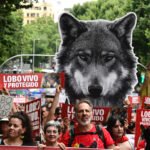 El lobo ibérico sigue en situación «desfavorable», según el censo publicado por el Gobierno: «No puede ser objeto de caza»