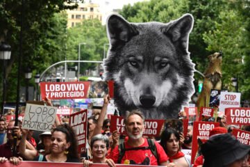 El lobo ibérico sigue en situación «desfavorable», según el censo publicado por el Gobierno: «No puede ser objeto de caza»