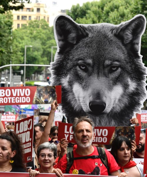 El lobo ibérico sigue en situación «desfavorable», según el censo publicado por el Gobierno: «No puede ser objeto de caza»