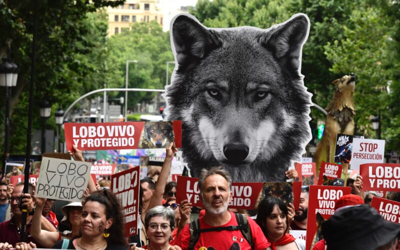 El lobo ibérico sigue en situación «desfavorable», según el censo publicado por el Gobierno: «No puede ser objeto de caza»