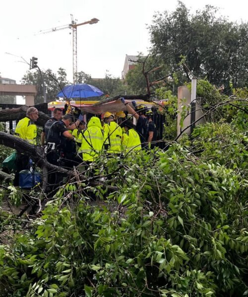 Herida grave una mujer en Madrid por la caída de un árbol