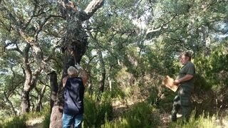 56 extremeños participan en la primera edición del carné estatal de sacador de corcho