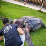 Hallado el cadáver de una tortuga gigante en una playa de Valencia con síntomas de asfixia por una red fantasma