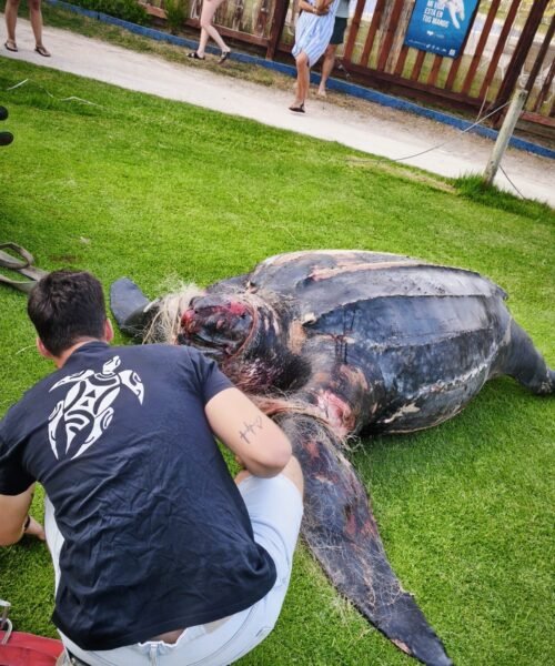 Hallado el cadáver de una tortuga gigante en una playa de Valencia con síntomas de asfixia por una red fantasma