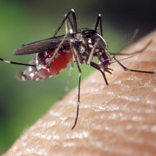 Detectan un caso autóctono chikungunya en Hendaia que obliga a reforzar las medidas de vigilancia del mosquito tigre en el País Vasco
