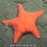 La expedición que lleva los misterios del fondo marino al salón de tu casa: «Es como explorar otro planeta, pero bajo el agua»