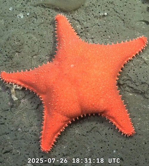 La expedición que lleva los misterios del fondo marino al salón de tu casa: «Es como explorar otro planeta, pero bajo el agua»