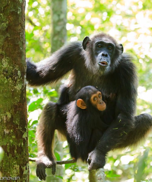 Los chimpancés aprenden a comunicarse imitando a sus madres, no a sus padres