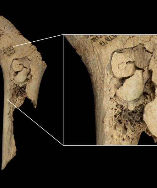 Nuevo caso de canibalismo humano en Atapuerca: 11 personas fueron descuartizadas, cocinadas y devoradas hace 5.700 años