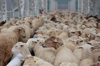 UPA pide a Agricultura una reunión «urgente» tras el aumento de casos de lengua azul