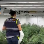 Golpe al narcotráfico en Málaga: marihuana entre palés de pienso animal y dinero escondido en el congelador