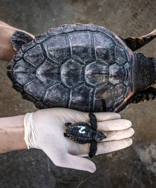 Las playas catalanas, cerca de un récord histórico de nidos de tortuga boba