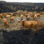 Los incendios en España – 30 de agosto de 2025 | Protección Civil reduce a seis los fuegos graves y confía en que se acerque el fin de la ola de incendios