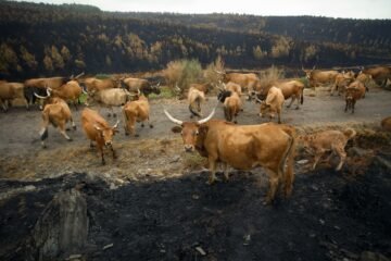 Los incendios en España – 30 de agosto de 2025 | Protección Civil reduce a seis los fuegos graves y confía en que se acerque el fin de la ola de incendios