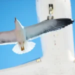 ¿Puede una bandada de pájaros derribar un avión? Un piloto resuelve la duda