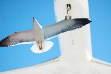 ¿Puede una bandada de pájaros derribar un avión? Un piloto resuelve la duda