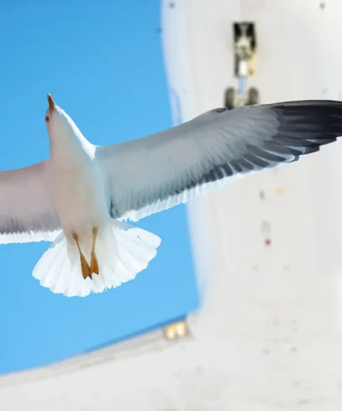 ¿Puede una bandada de pájaros derribar un avión? Un piloto resuelve la duda