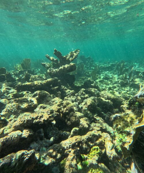 La mayoría de arrecifes de coral no podrán sobrevivir a un aumento de temperatura de dos grados