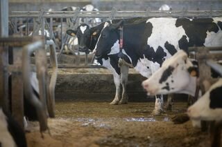 Ministerio Agricultura pide vacunar contra lengua azul: No es obligatorio, pero necesario