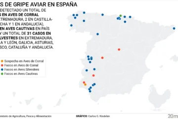 Radiografía de la gripe aviar en España: estos son los focos activos de un brote que alerta a los expertos por ser «difícil de controlar»