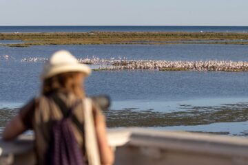 Un gran ornitólogo sueco, una cantante de Nashville pajarera y la IA, entre los atractivos del Delta Birding Festival