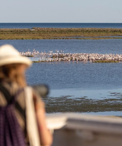 Un gran ornitólogo sueco, una cantante de Nashville pajarera y la IA, entre los atractivos del Delta Birding Festival