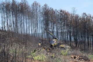 Gobierno aprueba ayudas para agricultores y ganaderos afectados por incendios este verano