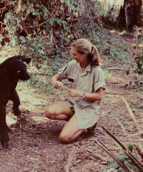 El Gobierno prepara la Ley Jane Goodall para proteger a los grandes simios