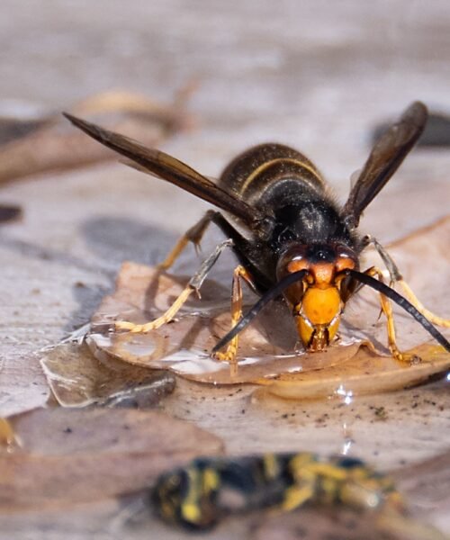 Galicia en alerta por las avispas velutinas: «La ausencia de frío ha permitido que los nidos crezcan hasta tamaños enormes»