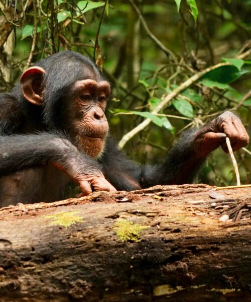 Los chimpancés pueden cambiar de opinión si les muestran nuevas evidencias