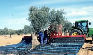 Junta abona más de 177,2M€ del anticipo de la PAC 2025 al 86% de los posibles perceptores