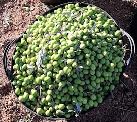 Clygal anima a denunciar los robos de aceituna en el campo