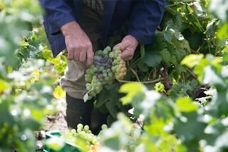 El plazo para asegurar la campaña 2026 de uva de vino arranca este sábado