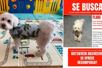 Las guarderías ilegales de perros aumentan cada año en Madrid: pisos sin licencia, animales desaparecidos y un mercado negro