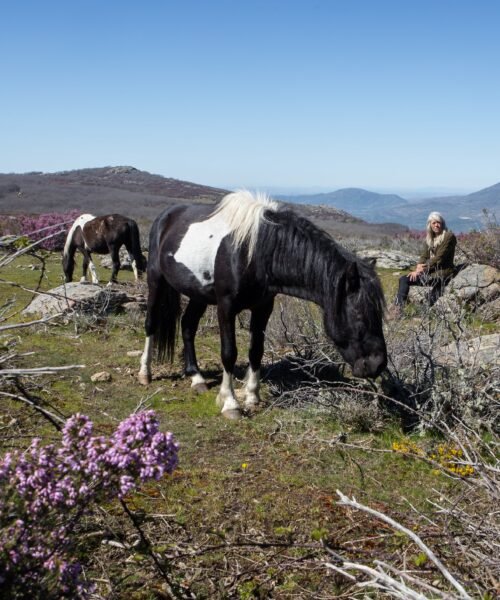Extremadura acoge un proyecto de observación de caballos salvajes que cuestiona la doma tradicional