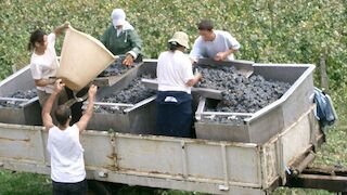 Programas desarrollo rural 2014/22 movilizan más de 16.800M€ en inversiones sector agrario