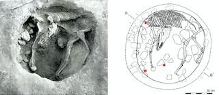 UEx colabora en investigación que ha identificado la mula más antigua de Europa occidental