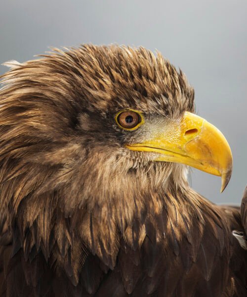 La reintroducción en España del lince boreal y del pigargo europeo enfrenta a los conservacionistas