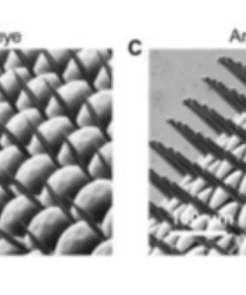 Desarrollan un ojo biónico inspirado en la visión de los insectos