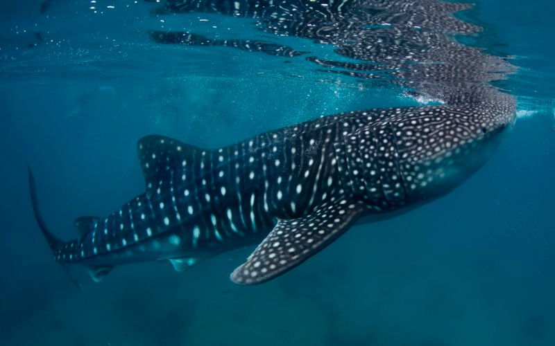 El tiburón ballena y otros peces de aguas cálidas se mudan al Estrecho de Gibraltar por la tropicalización del mar