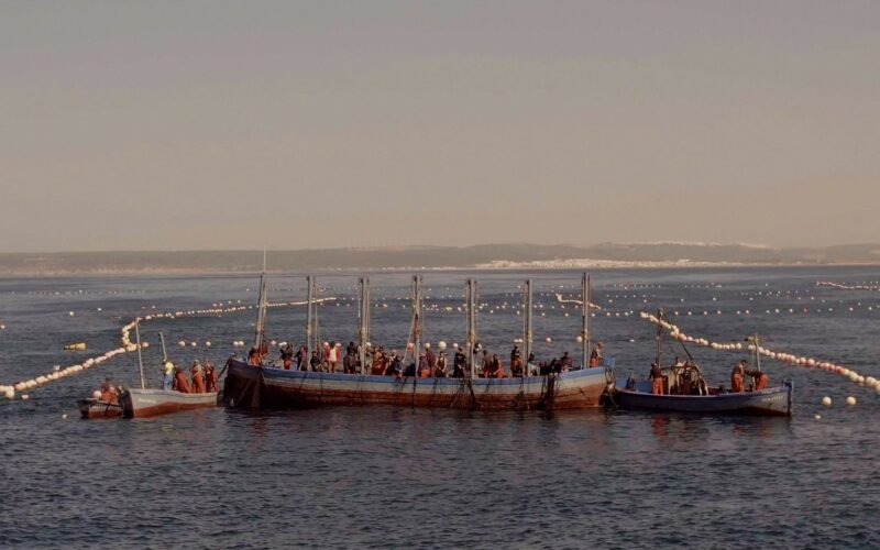 De la almadraba al ronqueo y las conservas: la memoria del atún se convierte en película en ‘Todos los días Domingo’