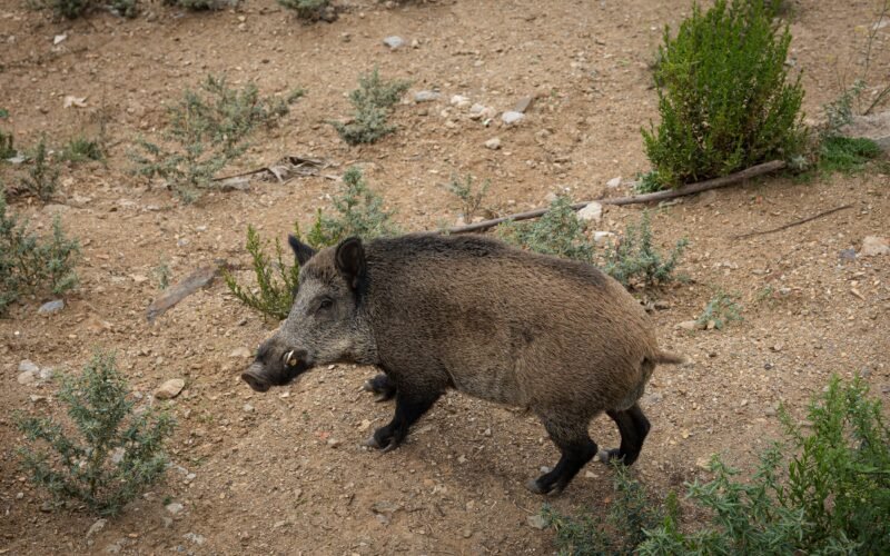 La peste porcina se extiende en Cataluña con otro caso fuera del foco inicial