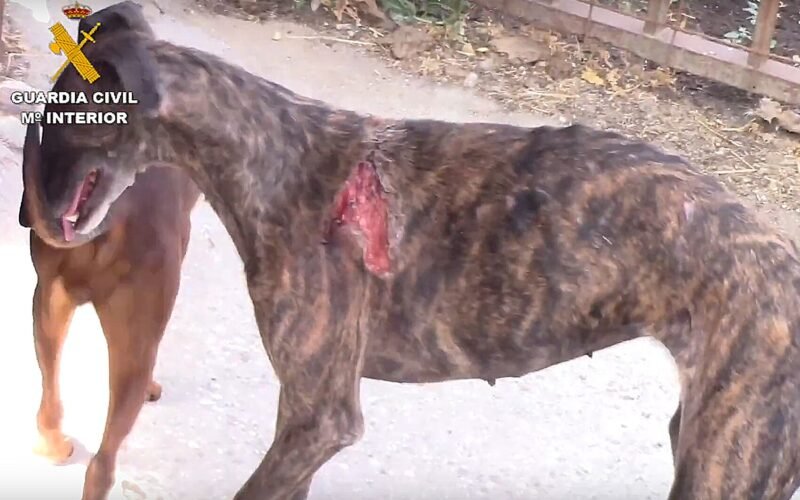 El ‘vampiro de Humanes’ se matricula en Veterinaria y se salta la prohibición de mantenerse lejos de animales