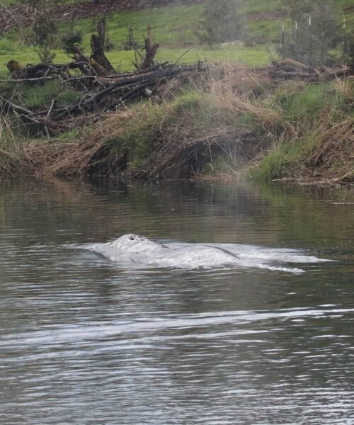 Hallan muerta a una ballena gris que nadó 32 kilómetros río arriba en el estado de Washington