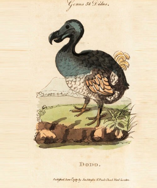 Más cerca de ‘desextinguir’ al dodo: los avances de Colossal Biosciences para crear una criatura parecida a esta ave de un metro de altura