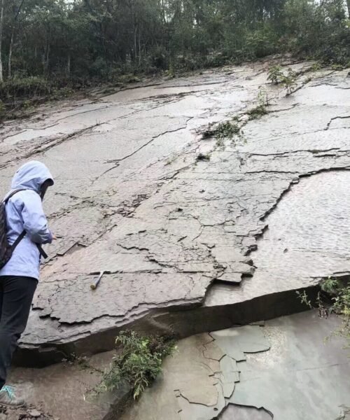 Una nueva fotosíntesis permitió a las plantas sobrevivir a la mayor extinción de la Tierra