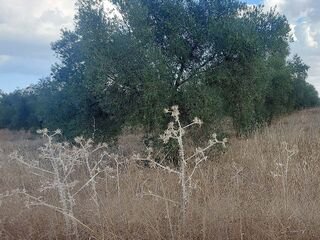 Comunidad Labradores Almendralejo alerta de la «crisis sin precedentes» que azota al campo