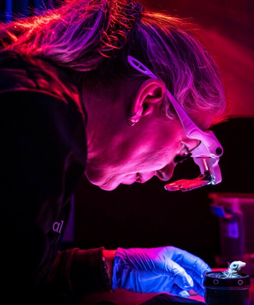 La empresa Colossal crea un huevo artificial para incubar aves extintas como el moa gigante: «Es un avance increíble en biotecnología, veremos a qué se aplica»