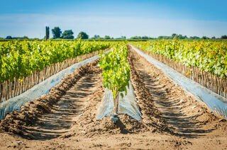Agricultura destina 46,5M€ para financiar 82 proyectos agroalimentarios innovadores