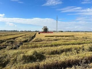 La Unión Extremadura denunciará el «abuso» de los precios del arroz de Mercoguadiana